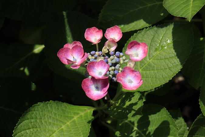 相模原北公園4　田原